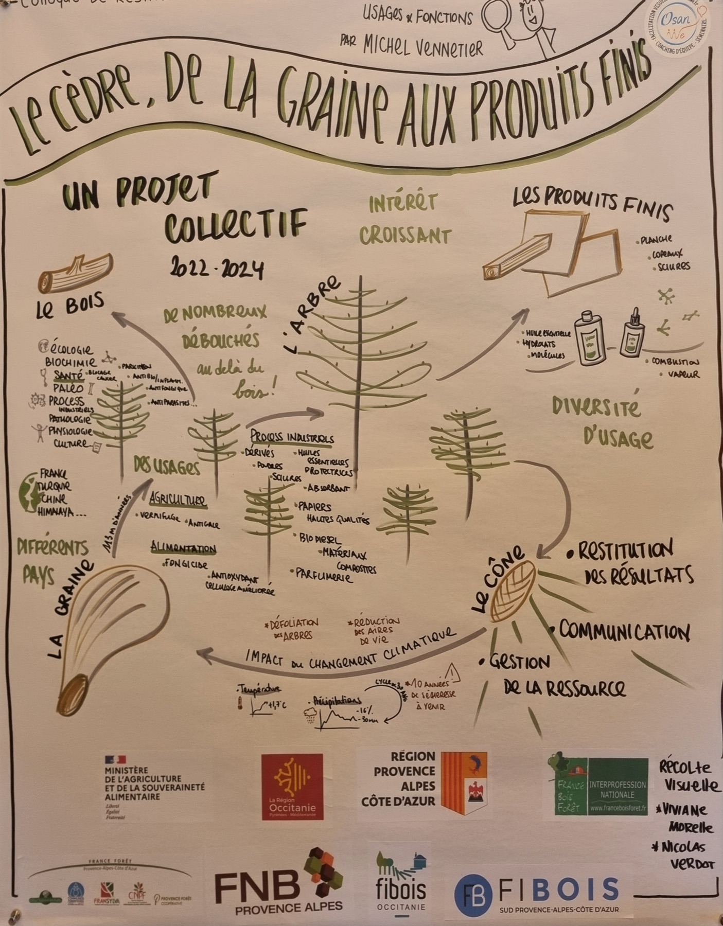 Fresque graphique « Le cèdre, de la graine aux produits finis » réalisée en direct au colloque FIBOIS sur le Cèdre de l'Atlas